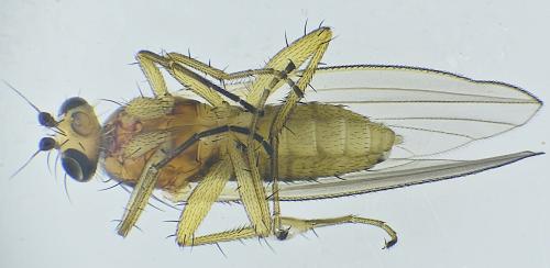 Réf. 316 802 : Lonchoptera lutea